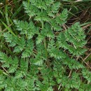 Oenanthe crocata L.Oenanthe crocata L.