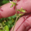 Cerastium glomeratum Thuill.Cerastium glomeratum Thuill.