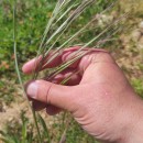 Bromus diandrus RothBromus diandrus Roth