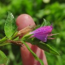 Echium rosulatum LangeEchium rosulatum Lange