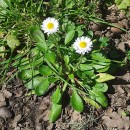 Bellis perennis L.Bellis perennis L.