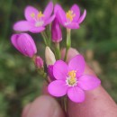 Centaurium portense (Brot.) BuchnerCentaurium portense (Brot.) Buchner