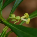 Daphne laureola L.Daphne laureola L.