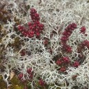 Sedum brevifolium DC.Sedum brevifolium DC.