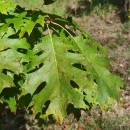 Quercus rubra L.Quercus rubra L.