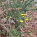 Ulex gallii Panch. subsp. breoganii (Castrov. & Valdés Berm.) Rivas Mart., T.E. Díaz, Fern. Prieto, Loidi & PenasUlex gallii Panch. subsp. breoganii (Castrov. & Valdés Berm.) Rivas Mart., T.E. Díaz, Fern. Prieto, Loidi & Penas