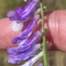 Vicia villosa Roth subsp. villosa .Vicia villosa Roth subsp. villosa .