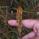 Narthecium ossifragum (L.) Huds.Narthecium ossifragum (L.) Huds.