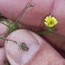 Tolpis umbellata Bertol.Tolpis umbellata Bertol.