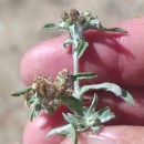 Gnaphalium uliginosum L.Gnaphalium uliginosum L.