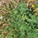 Quercus pyrenaica Willd.Quercus pyrenaica Willd.