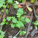 Oxalis corniculata L.Oxalis corniculata L.