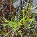 Isolepis fluitans (L.) R.Br.Isolepis fluitans (L.) R.Br.