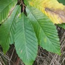 Castanea sativa Mill.Castanea sativa Mill.