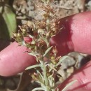 Gamochaeta antillana (Urb.) Anderb.Gamochaeta antillana (Urb.) Anderb.