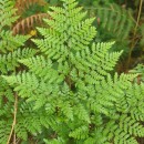 Davallia canariensis (L.) Sm.Davallia canariensis (L.) Sm.