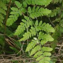 Dryopteris guanchica Gibby & JermyDryopteris guanchica Gibby & Jermy