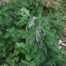 Urtica dioica L.Urtica dioica L.
