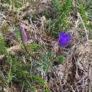 Gentiana pneumonanthe L.Gentiana pneumonanthe L.