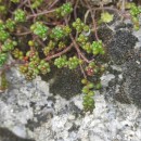 Sedum brevifolium DC.Sedum brevifolium DC.