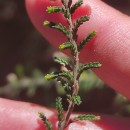 Calluna vulgaris (L.) HullCalluna vulgaris (L.) Hull