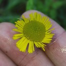 Pulicaria dysenterica (L.) Bernh.Pulicaria dysenterica (L.) Bernh.