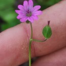 Geranium molle L.Geranium molle L.