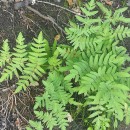 Osmunda regalis L.Osmunda regalis L.