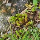 Crassula tillaea Lest.-Garl.Crassula tillaea Lest.-Garl.