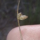 Isolepis setacea (L.) R.Br.Isolepis setacea (L.) R.Br.