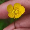 Ranunculus bulbosus  L.Ranunculus bulbosus  L.