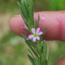 Lythrum hyssopifolia L.Lythrum hyssopifolia L.