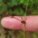 Juncus bulbosus L.Juncus bulbosus L.
