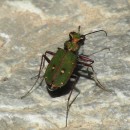 Cicindela maroccana Fabricius, 1801Cicindela maroccana Fabricius, 1801