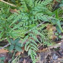 Asplenium onopteris L.Asplenium onopteris L.