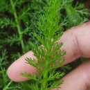 Achillea millefolium L.Achillea millefolium L.
