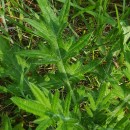 Cirsium vulgare (Savi) Ten.Cirsium vulgare (Savi) Ten.