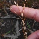 Juncus bufonius L.Juncus bufonius L.