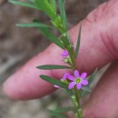 Lythrum hyssopifolia L.Lythrum hyssopifolia L.