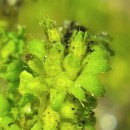 Aphanes microcarpa (Boiss. & Reuter) Rothm.Aphanes microcarpa (Boiss. & Reuter) Rothm.