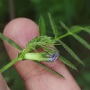 Vicia sativa L. subsp. cordata (Wulfen ex Hoppe) Batt.Vicia sativa L. subsp. cordata (Wulfen ex Hoppe) Batt.