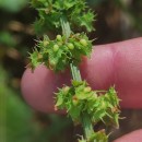 Rumex obtusifolius L.Rumex obtusifolius L.