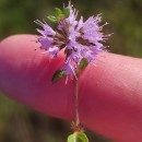 Mentha pulegium L.Mentha pulegium L.