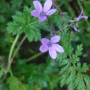 Erodium cicutarium (L.) L'Hér. ex Ait.Erodium cicutarium (L.) L'Hér. ex Ait.