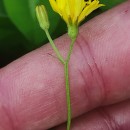 Crepis capillaris (L.) Wallr.Crepis capillaris (L.) Wallr.