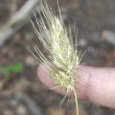 Cynosurus echinatus L.Cynosurus echinatus L.