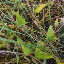 Atriplex prostrata BoucherAtriplex prostrata Boucher