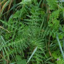 Galactites tomentosa MoenchGalactites tomentosa Moench