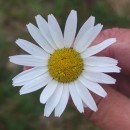 Leucanthemum pluriflorum PauLeucanthemum pluriflorum Pau