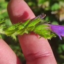 Echium rosulatum LangeEchium rosulatum Lange